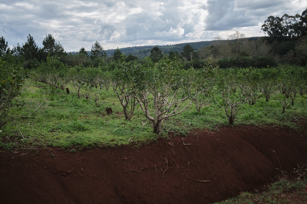 Desregulamentação de Milei reduz preço da erva-mate e pressiona produtores na Argentina - Imagem do artigo original