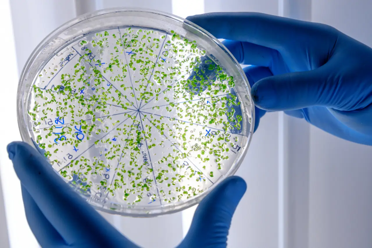 Imagem destacada - IA do MIT cria dois candidatos a antibióticos contra gonorreia e MRSA resistentes