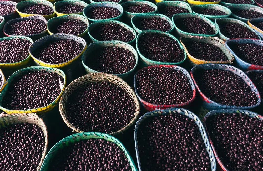 Imagem destacada - Consumo de açaí e risco de doença de Chagas: o que se sabe sobre a transmissão
