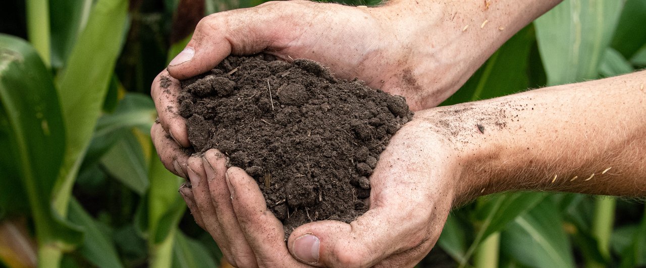 Imagem destacada - Agricultura regenerativa ganha espaço com foco na saúde do solo e corte de custos