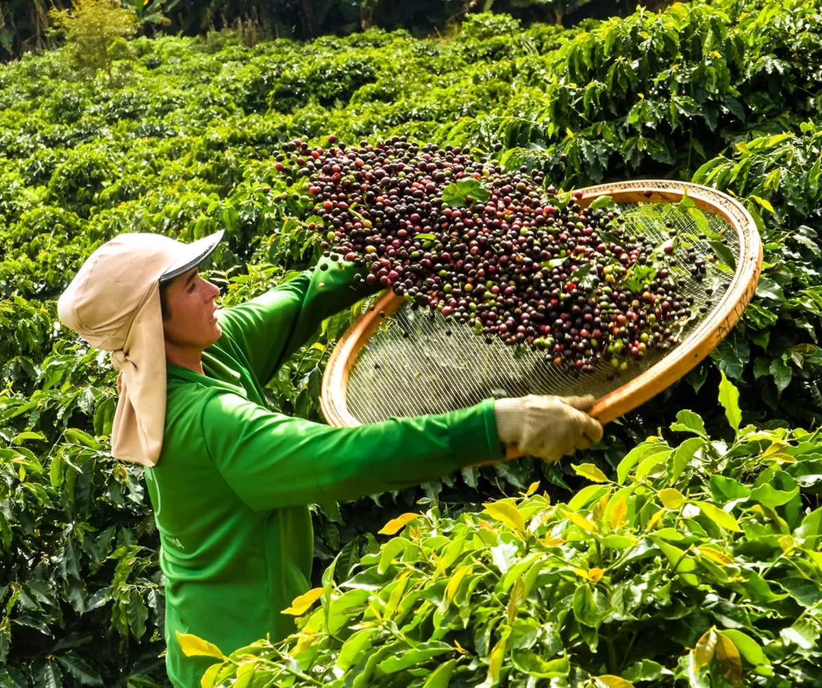 Imagem destacada - Tarifa extra de 40% sobre o café brasileiro, imposta por Trump, levanta dúvidas sobre impacto nos EUA